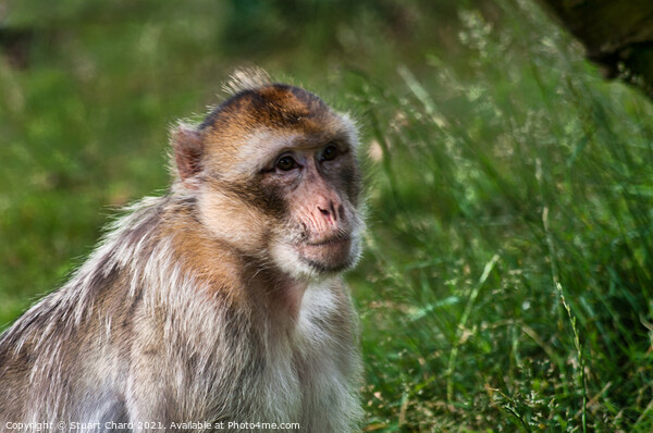A monkey in grass and woodland Picture Board by Travel and Pixels 