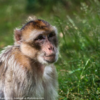 Buy canvas prints of A monkey in grass and woodland by Stuart Chard