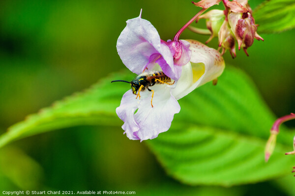 Wasp flying from a flower Picture Board by Travel and Pixels 