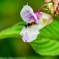 Buy canvas prints of Wasp flying from a flower by Stuart Chard