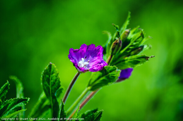 Wild willowherb flower Picture Board by Travel and Pixels 