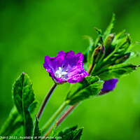Buy canvas prints of Wild willowherb flower by Stuart Chard