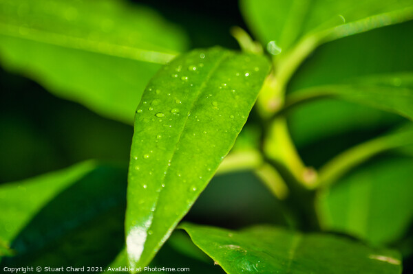 Raindrops on a plant leaf Picture Board by Travel and Pixels 