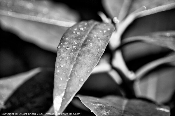 raindrops on a leaf Picture Board by Travel and Pixels 