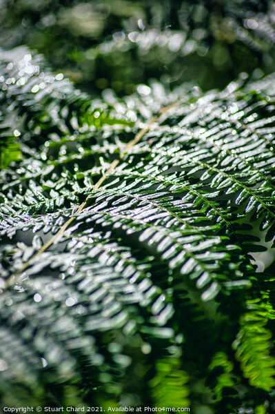 Fern in woodland Picture Board by Travel and Pixels 
