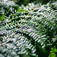 Buy canvas prints of Fern in woodland by Stuart Chard