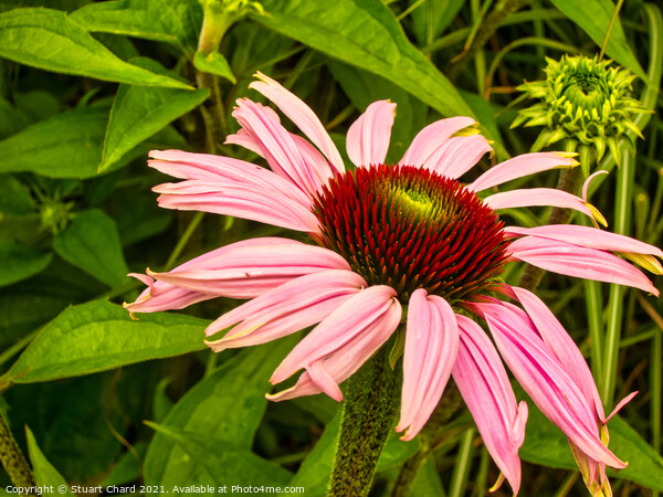 Echinacea or cone flower Picture Board by Travel and Pixels 