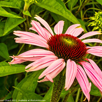 Buy canvas prints of Echinacea or cone flower by Stuart Chard