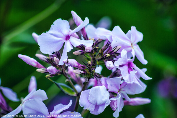 Wild blue phlox Picture Board by Travel and Pixels 