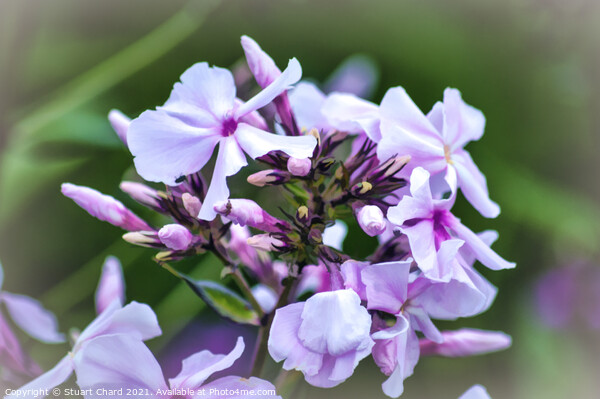 Wild Blue Phlox artwork Picture Board by Travel and Pixels 