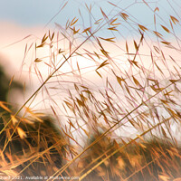 Buy canvas prints of Wild grasses on the shoreline  by Stuart Chard