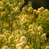 Buy canvas prints of Meadow Rue by Stuart Chard