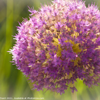 Buy canvas prints of Giant pink allium flower by Stuart Chard