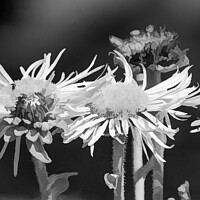 Buy canvas prints of Oxeye daisies monochrome image by Stuart Chard