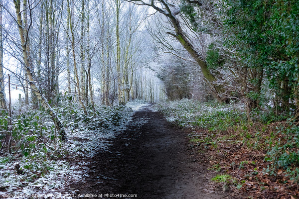Forest path in winter Picture Board by Travel and Pixels 