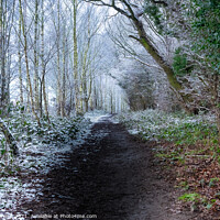 Buy canvas prints of Forest path in winter by Stuart Chard