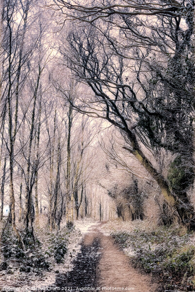 Forest path in winter Picture Board by Stuart Chard
