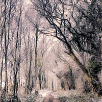 Buy canvas prints of Forest path in winter by Stuart Chard