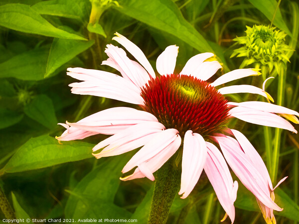 Echinacea or coneflower Picture Board by Travel and Pixels 