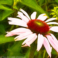 Buy canvas prints of Echinacea or coneflower by Stuart Chard