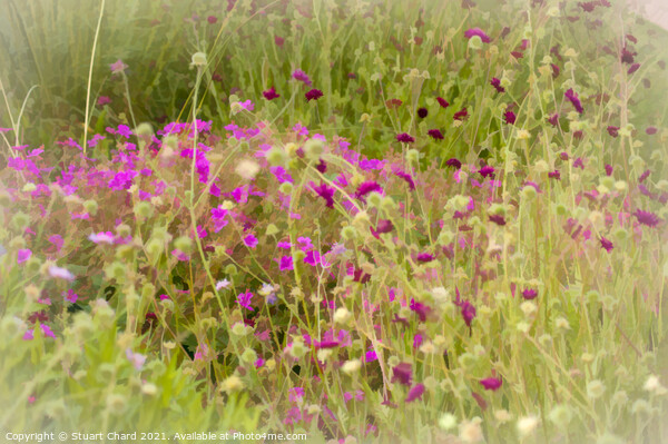 Wild flowers in the English countryside Picture Board by Travel and Pixels 