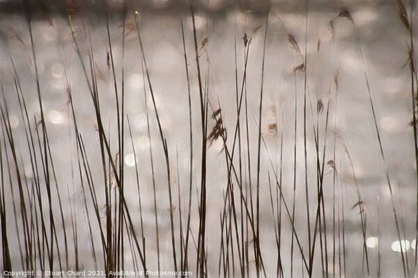 In the reeds Picture Board by Stuart Chard