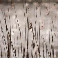 Buy canvas prints of In the reeds by Stuart Chard