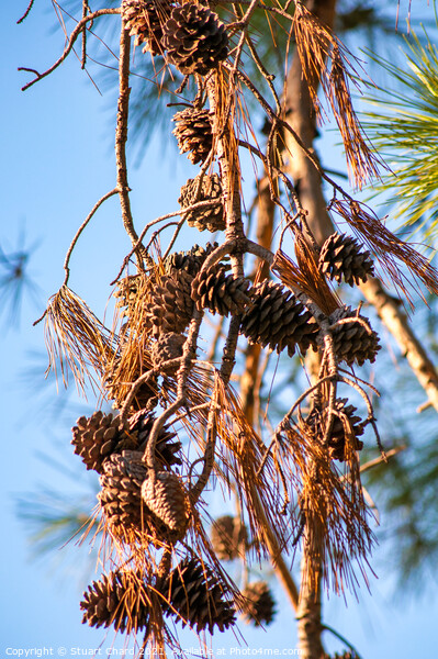 Pine cones and branches against a winter blue sky Picture Board by Travel and Pixels 
