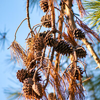 Buy canvas prints of Pine cones and branches against a winter blue sky by Stuart Chard