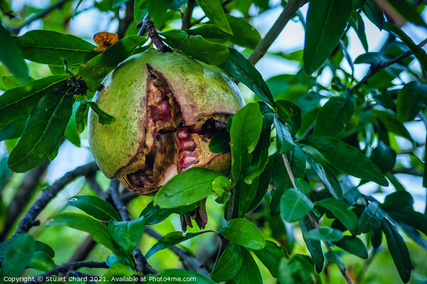 Pomegranate fruit on tree Picture Board by Travel and Pixels 