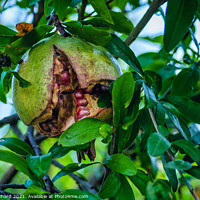 Buy canvas prints of Pomegranate fruit on tree by Stuart Chard