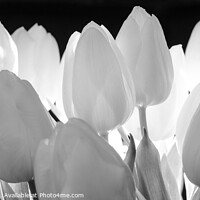 Buy canvas prints of Beautiful tulips flowers in black and white panorama  by Stuart Chard