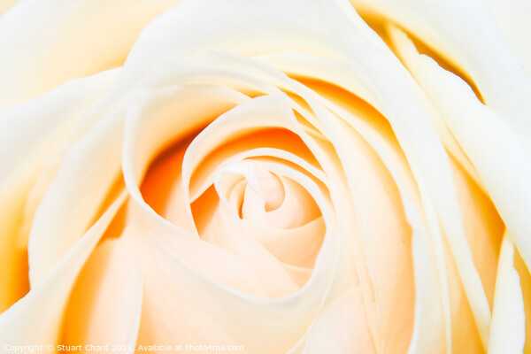 Close up shot of a beautiful pastel rose Picture Board by Travel and Pixels 