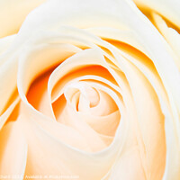 Buy canvas prints of Close up shot of a beautiful pastel rose by Stuart Chard