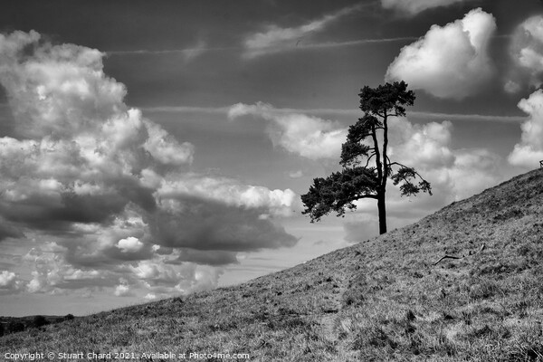 Lone tree on a hill Picture Board by Travel and Pixels 