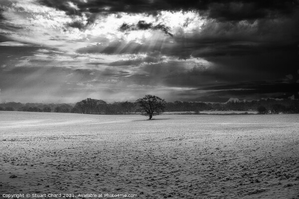 Lone tree in a field of snow Picture Board by Stuart Chard