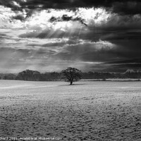 Buy canvas prints of Lone tree in a field of snow by Stuart Chard