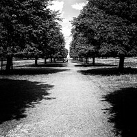 Buy canvas prints of Tree lined pathway by Stuart Chard