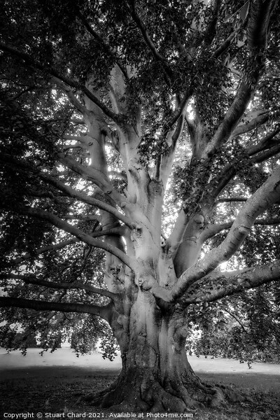 Old english tree - monochrome Picture Board by Travel and Pixels 