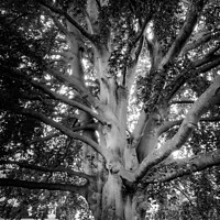 Buy canvas prints of Old english tree - monochrome by Stuart Chard