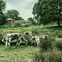 Buy canvas prints of cattle cows field grass farm grazing by Stuart Chard