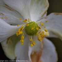 Buy canvas prints of Macro shot of a flower by Sam Plowright
