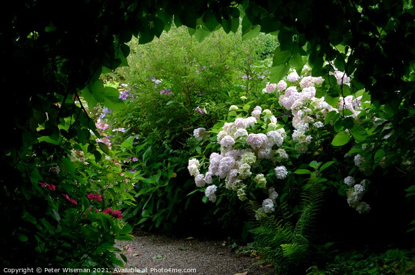 View through a leafy archway along a garden path Picture Board by Peter Wiseman