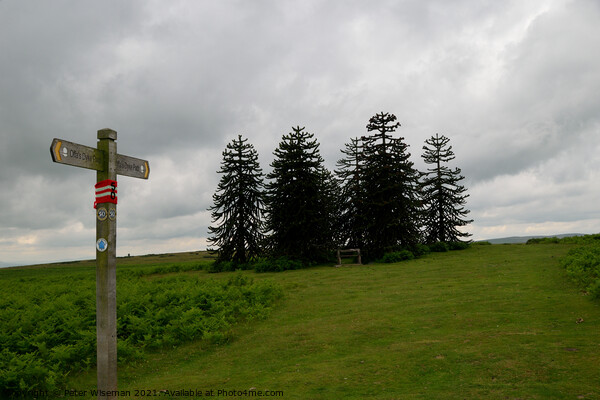 Offa's Dyke path as ir crosses Hergest Ridge, Herefordshire Picture Board by Peter Wiseman