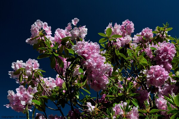 Rhododendron flowers Picture Board by Peter Wiseman