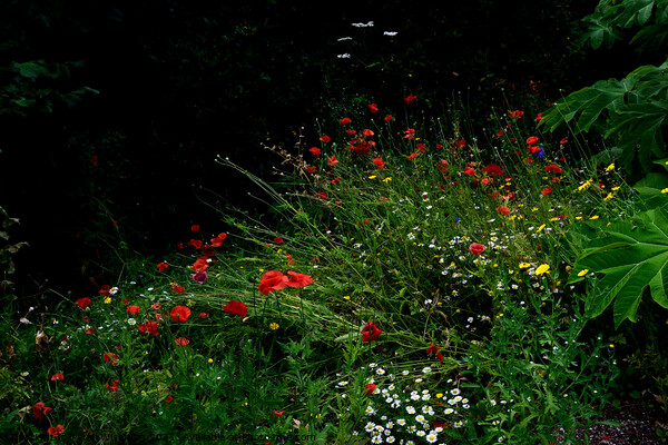 Wild flowers in a wild flower garden area. Picture Board by Peter Wiseman