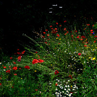 Buy canvas prints of Wild flowers in a wild flower garden area. by Peter Wiseman