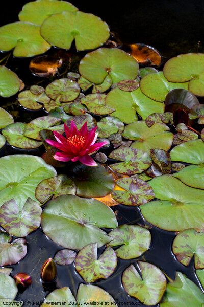 Water Lily Picture Board by Peter Wiseman