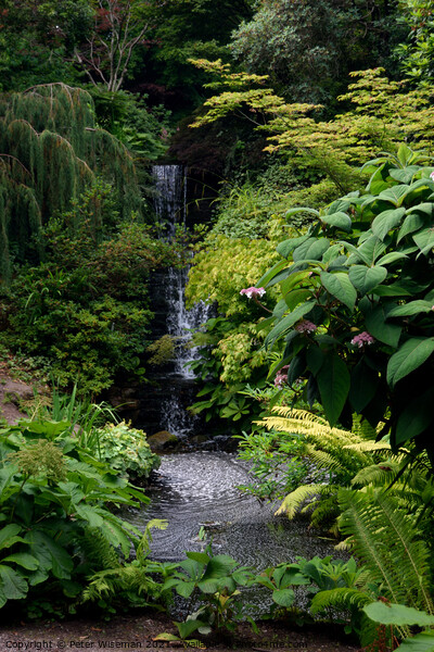Waterfall at the Dorothy Clive Garden near Woore Picture Board by Peter Wiseman