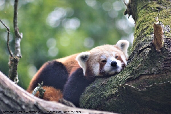 A red panda resting on a branch  Picture Board by Peter Wiseman